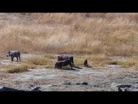 Djuma: Warthog family of 3 adults and 1 young one - 12:40 - 06/30/19