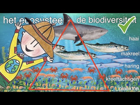 Meester Daan - Waarom sterven dieren uit? (kort)
