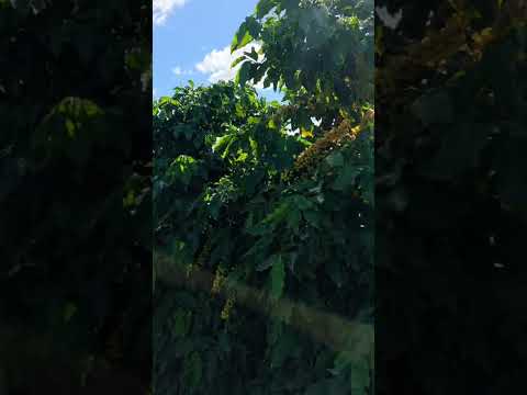 UNAI MINAS GERAIS 29/04/2026