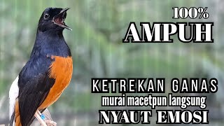 Download lagu murai batu FIGHTER BONGKAR ISIAN KASAR !! cocok untuk PANCINGAN murai kurang gairah langsung NYAMBER mp3 Download lagu murai batu FIGHTER BONGKAR ISIAN KASAR !! cocok untuk PANCINGAN murai kurang gairah langsung NYAMBER mp3