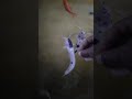 Marbel Catfish Feeding