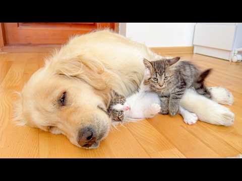 YouTube 썸네일