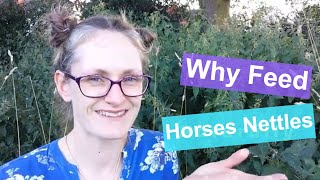 Why Feed Horses Nettles | Are Nettles Safe for Horses?