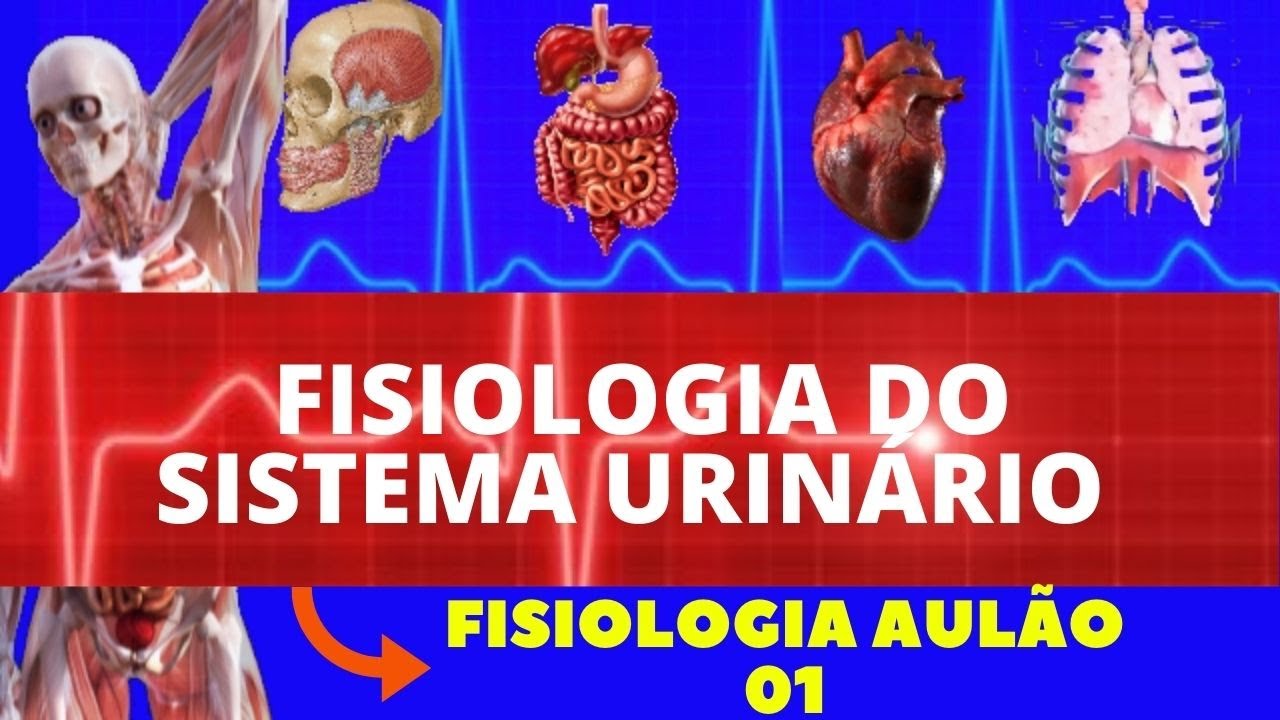 FISIOLOGIA DO SISTEMA URINÁRIO/EXCRETOR (FISIOLOGIA DE GUYTON) - FISIOLOGIA RENAL - AULÃO FISIOLOGIA