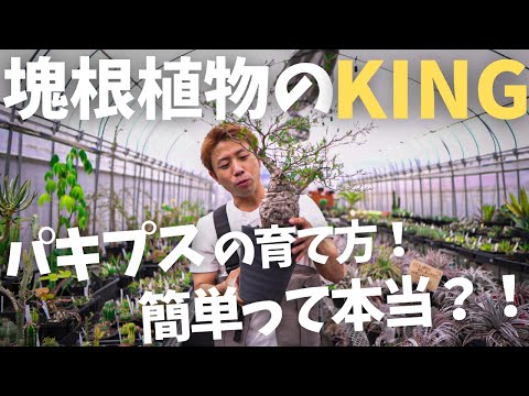 ペリクレースについて詳しく解説