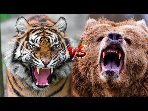 , title : '호랑이 vs 곰  드디어 만났다.. 겨울철 백두산 인근에서 벌어진 호랑이와 곰의 피 튀기는 혈투'