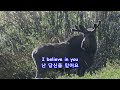 I Believe in You - Anne Murray: with Lyrics(가사번역) || The Maroon Bells, Colorado on June 4, 2017