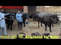 PRICE 1 60 Lakh Top MILK And BEAUTY Line Murrah Buffaloes Available For Sale 8247663624 Rohtak