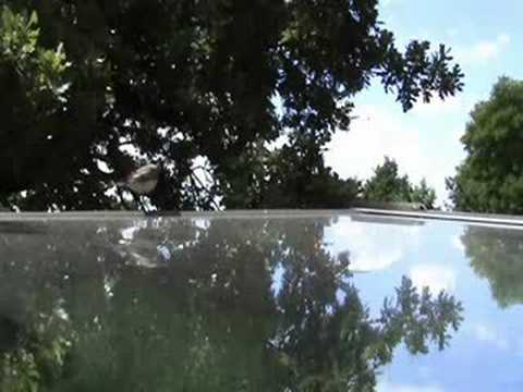 Bachstelze des Grauens