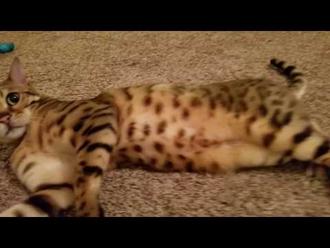 F3 Bengal Cat Loves To Jump!