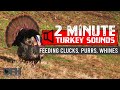 Wild Turkey Sounds Feeding Clucks Purrs Whines How To Call Turkeys By Soft Calling
