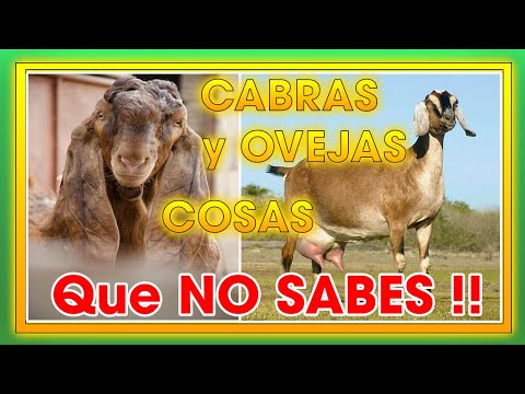 , title : 'CABRAS Y OVEJAS !Cosas Que no Sabias!  | Ing. Jannin Hernández Blandón'