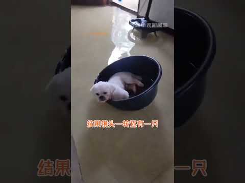 宠物：再见了妈妈今晚我就要远航 #万万没想到 #搞笑 #萌宠