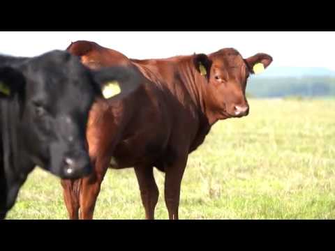 Sicherer Umgang mit Rindern - Wie Rinder sehen