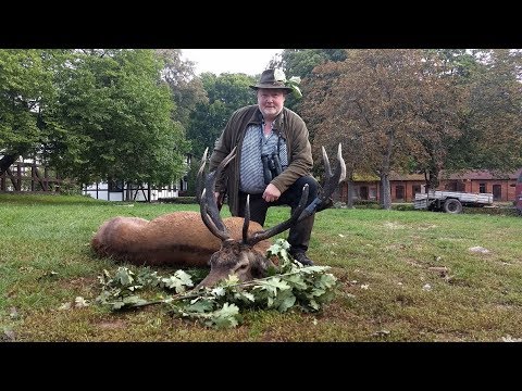 Rothirschbrunft in unseren Revieren! Viele starke Hirsche auf der Strecke ...