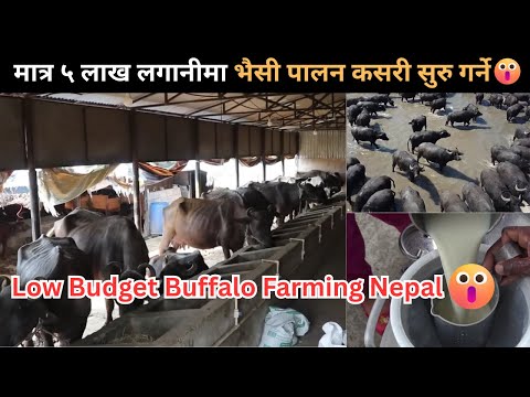 Low Budget Buffalo Farming Nepal | मात्र ५ लाख लगानीमा भैसी पालन | Bhaisi Palan in Nepal | Bhaisi