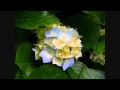 MELLE MELLE MUKHAPADAM BY SAJI GEORGE
