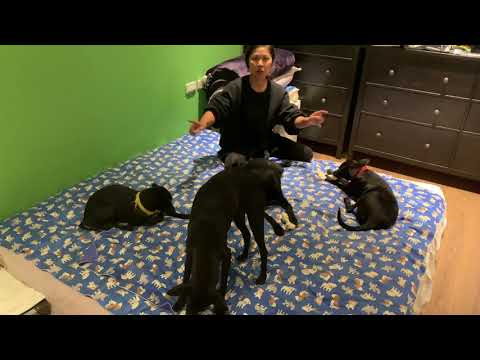 Adopt Mary’s Doggies - Lucina & Lucianna enjoying their bones