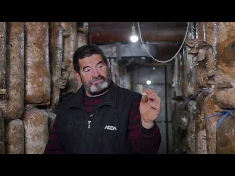 Naša priča ep. 226 19.12.2019. Pečurke, bukovača, Tripkovo, Blagoje Radišić