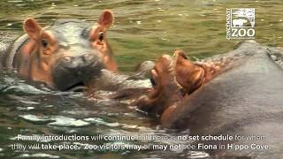 Baby Hippo Fiona Together with Mom and Dad - Cincinnati Zoo