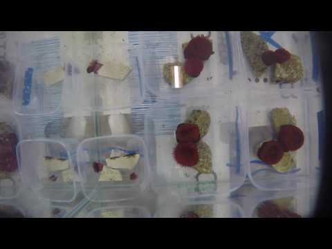 Enemy Anemone Fight Club- Epic Battle 3