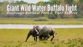 Download the video "Giant Wild Buffalo fight | Kaziranga National park"