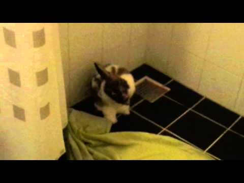 , title : 'My rabbit washes himself... in my shower! / Mijn konijn wast zichzelf... Onder mijn douche!'