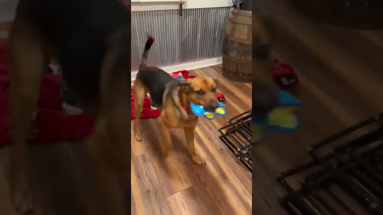 Sadee (Courtesy Post), a Adoptable mixed breed in Kansas City, MO video 3/3