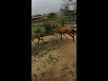Montei na Quênia na CHUVA #cavalos #horse
