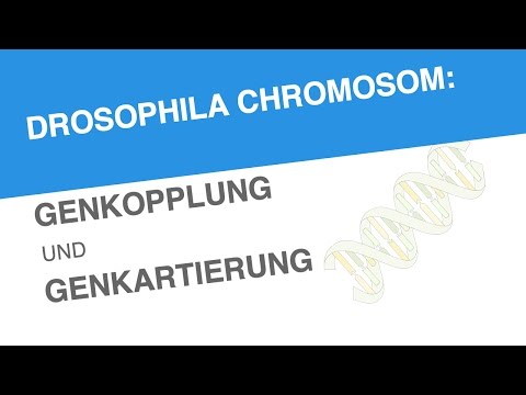 DROSOPHILA CHROMOSOM: GENKOPPLUNG UND GENKARTIERUNG | Biologie | Genetik und Entwicklungsbiologie