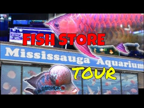 Fish Store Tour of Mississauga Aquariums | Flowerhorn & Discus Cichlid Shop Remastered
