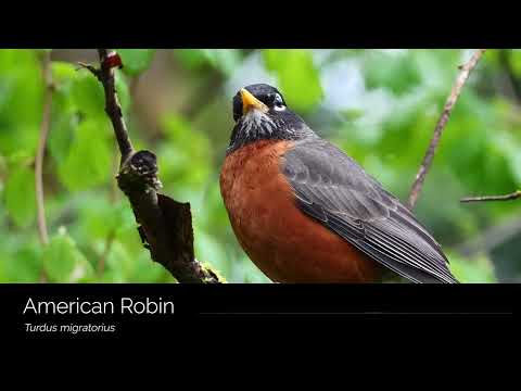 American Robin