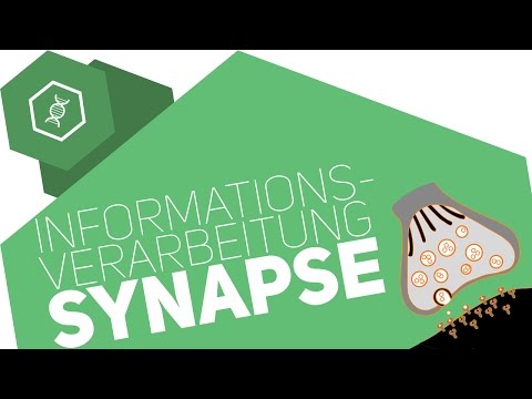 Synapse - information processing