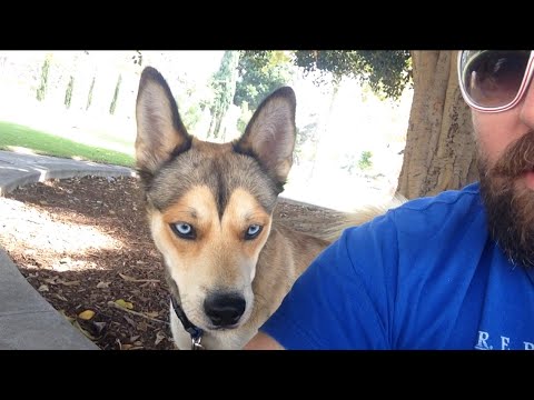 TDW 1157 - Calm Before Storm : Karma & Random Dog