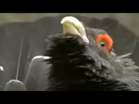 The Capercaillie Bird Defends its Territory | David Attenborough | BBC Studios