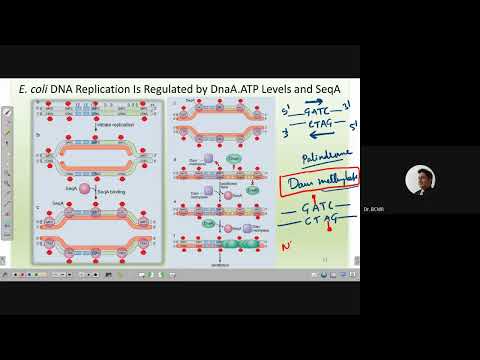 MolGen 12 replication 4 2021 03 18 at 20 27 GMT 7