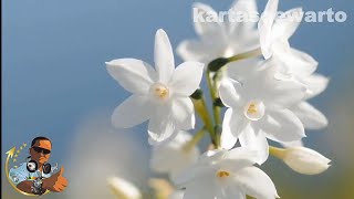 Download lagu MELATI - Bimbo | Tembang Nostalgia Legendaris (Tebing Keraton 2019) mp3 Download lagu MELATI - Bimbo | Tembang Nostalgia Legendaris (Tebing Keraton 2019) mp3