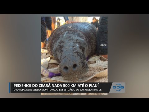 Peixe-Boi do Ceará nada 500km até o Piauí e está no Estuário de Barroquinha (CE) 15 02 2023