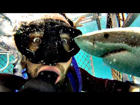 How a Shark Attack Survivor Invented Cage Diving
