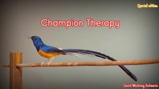 Download lagu Smart Mastering - Champion Therapy (for White Rumped Shama/Murai Batu) mp3
