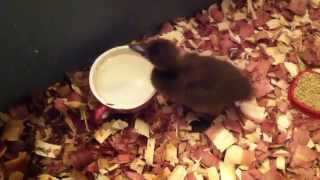 Operation Rescue duck a success!!