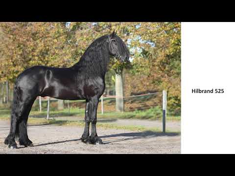 KFPS stamboekhengst Hilbrand 525