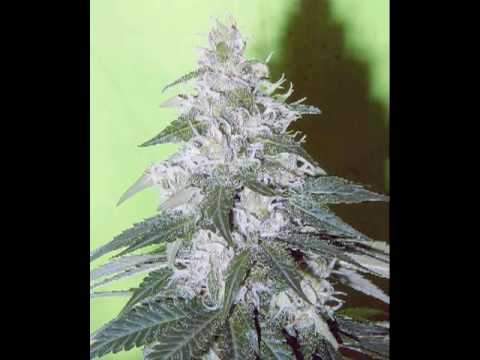 Spezializtz - Gbgbgbz