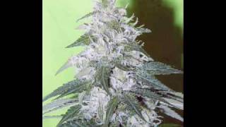 Spezializtz - Gbgbgbz