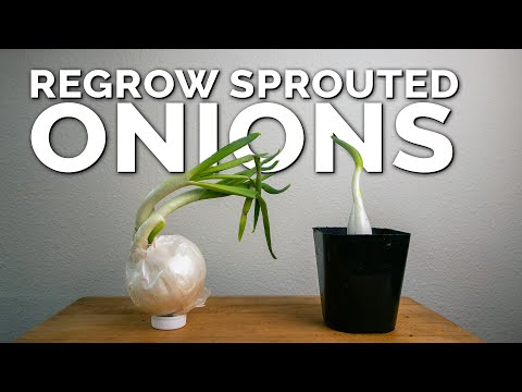 Propagating Thyme My Dirt Simple Method For Success