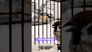 Download lagu 100% Nyaut!! Panggilan Suara Burung Gereja Gacor Mencari Lawan Di Alam | Kicau Tembak mp3