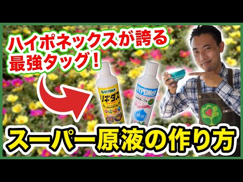 キャラックスについて詳しく解説