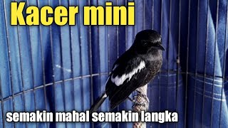 Download lagu Review of the decu bird, a mini kacer with a loud voice mp3