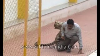 Leopard encounter in India