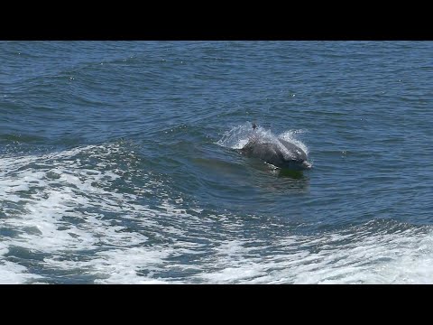 SAULT  -  Free (Music Video)